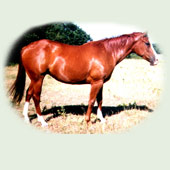 Horsriding